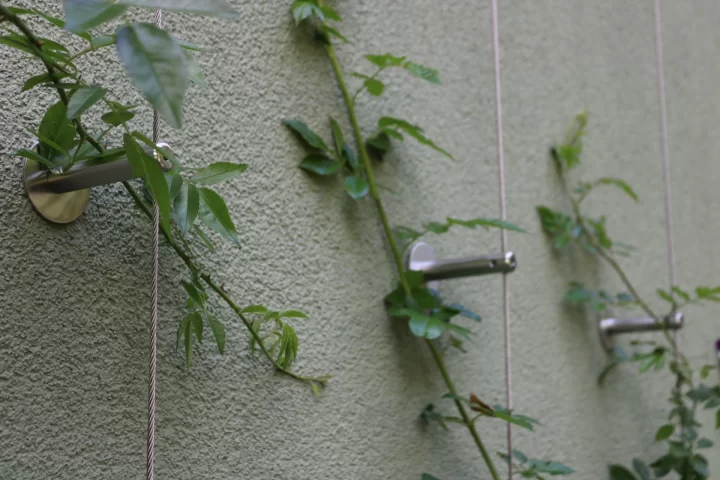 Fassadenbegrünung 1.jpg